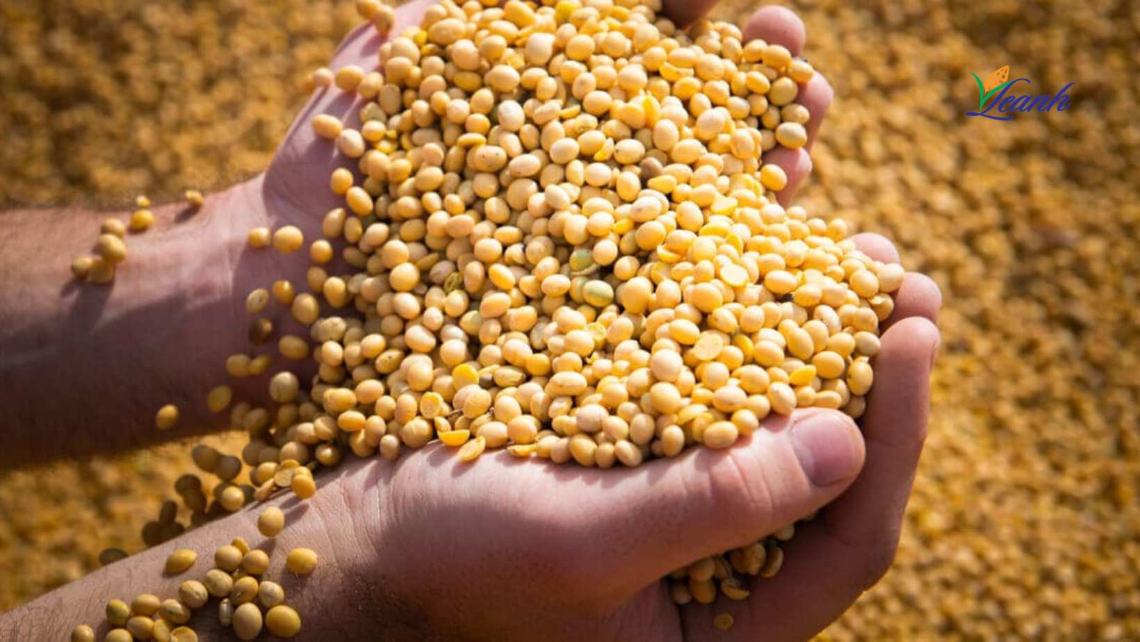 World Soybean Market February 2023 And Forecast